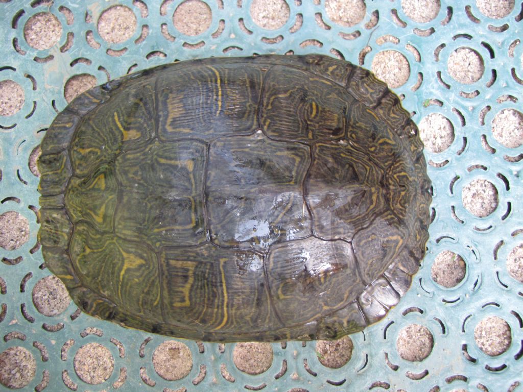 Trachemis sp.